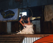 Sheep shearing demonstration