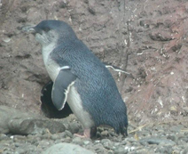 Blue penguin