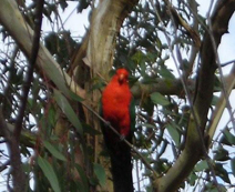 Red parrot