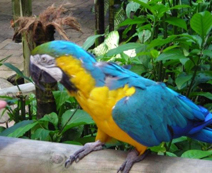 Blue & yellow parrot