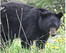 Bears by the roadside!